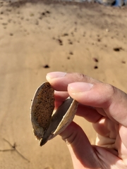 Pteriidae