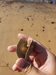 Pteriidae
