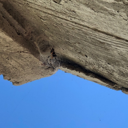 African Hermit Spider