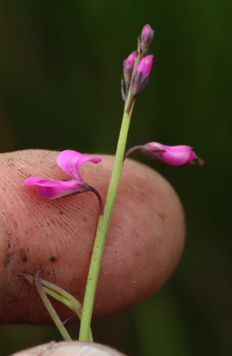 Dwarf Fire Indigo (Indigofera ionii)