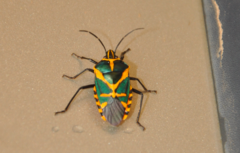 Agaeus bicolor