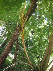 Tillandsia rodrigueziana