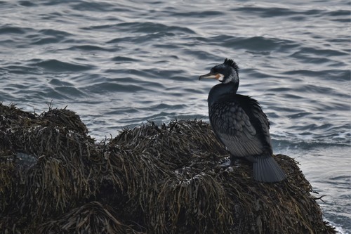 დიდი ჩვამა (Phalacrocorax carbo)
