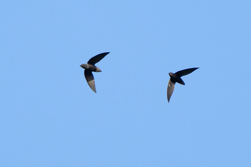 Short-tailed Swift (Chaetura brachyura), photo 7