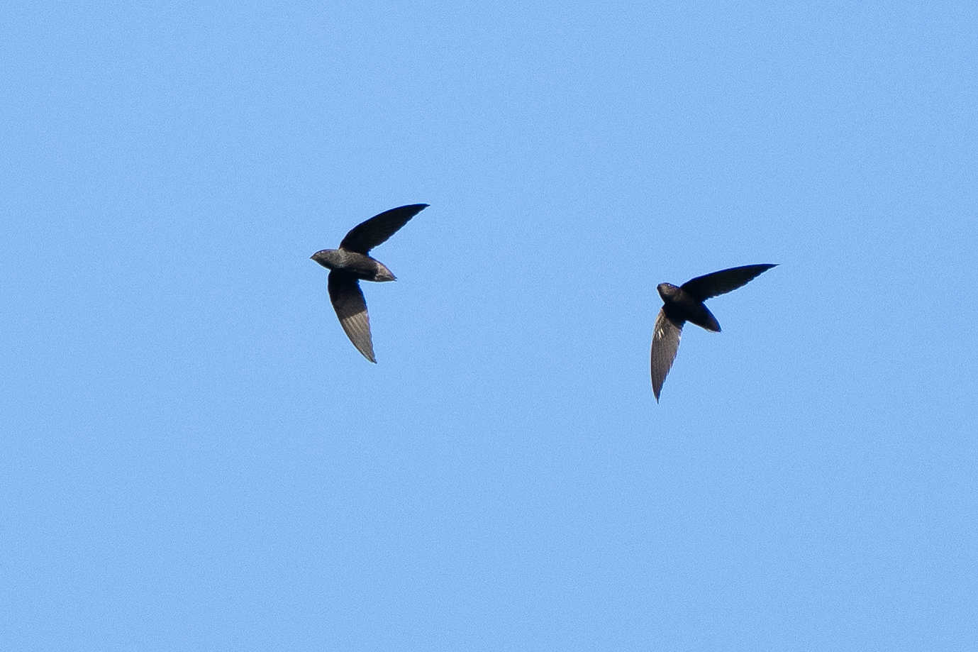 Short-tailed Swift (Chaetura brachyura), photo 3