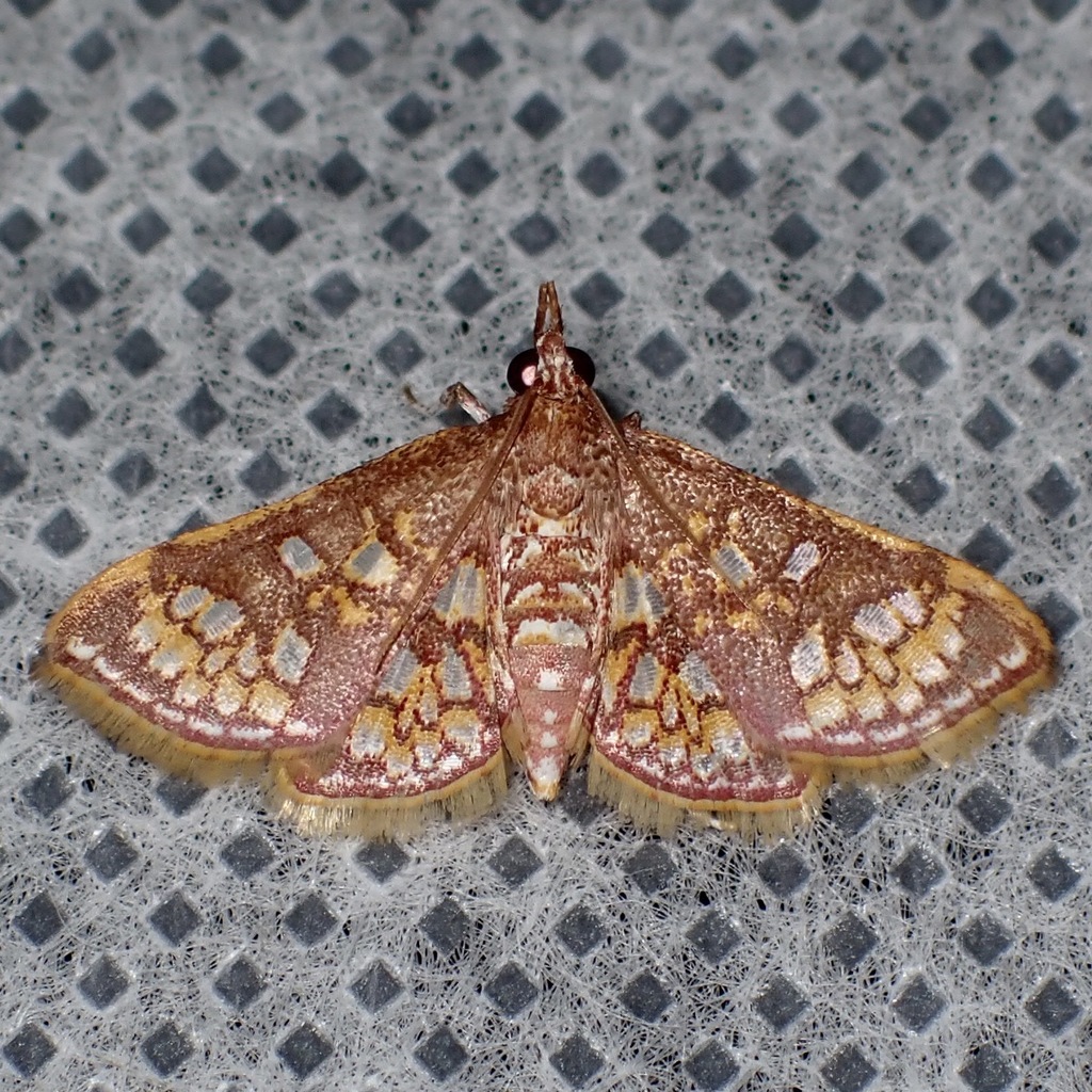 Glyphodes dinichealis