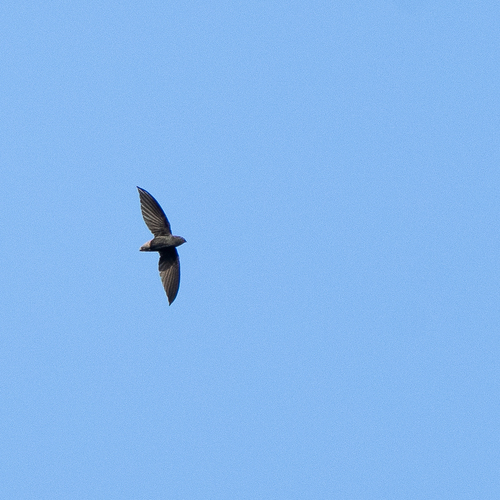 Short-tailed Swift (Chaetura brachyura), photo 8