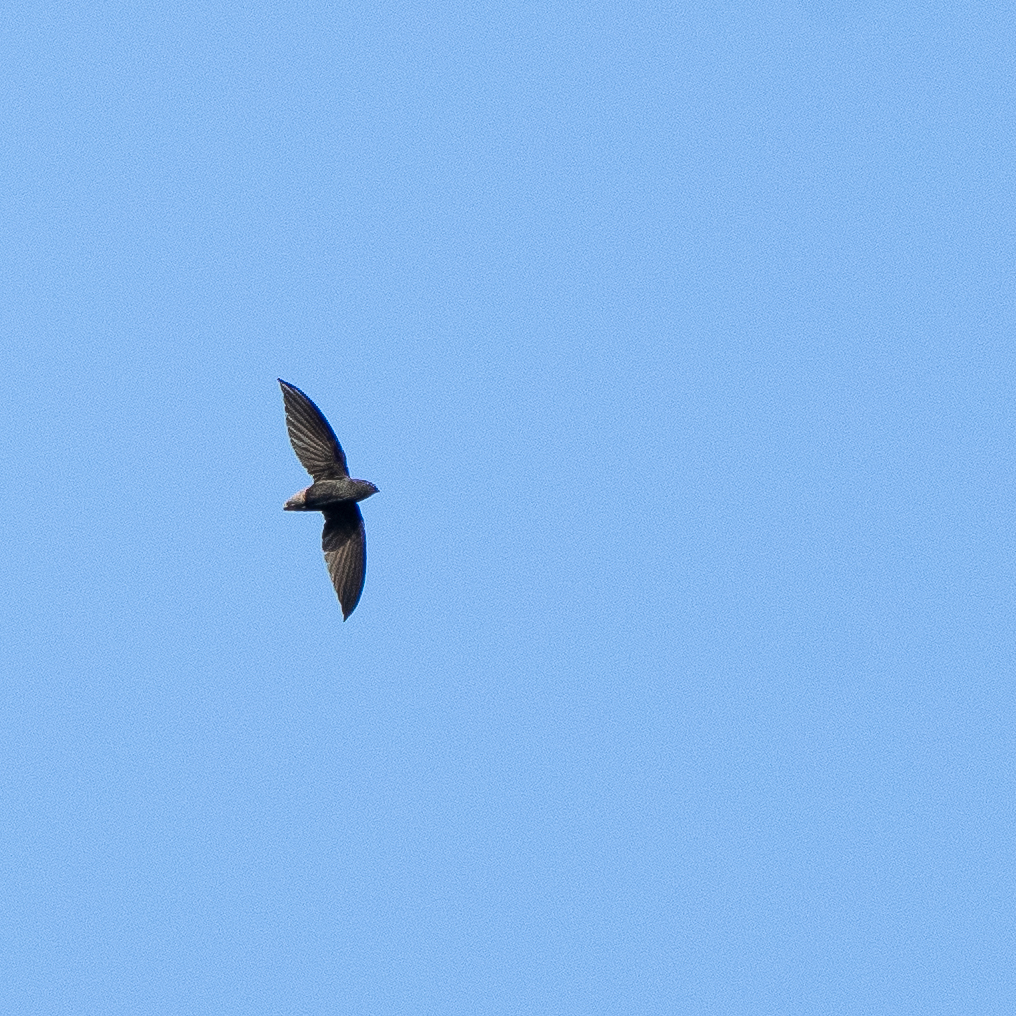 Short-tailed Swift (Chaetura brachyura), photo 4