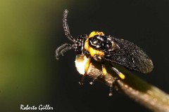 Adurgoa gonagra