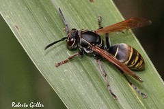 Polistes cinerascens