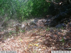 Lynx rufus escuinapae