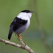 White-bearded Manakin - Photo (c) Stephen Cresswell, some rights reserved (CC BY-NC-ND), uploaded by Stephen Cresswell