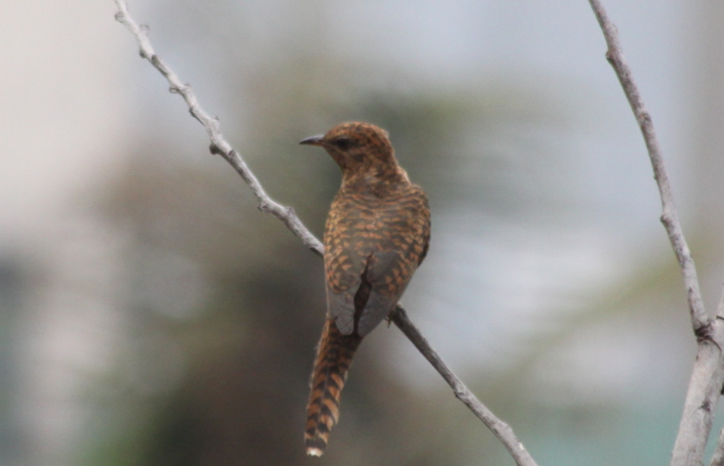 Plaintive Cuckoo (Cacomantis merulinus), photo 9
