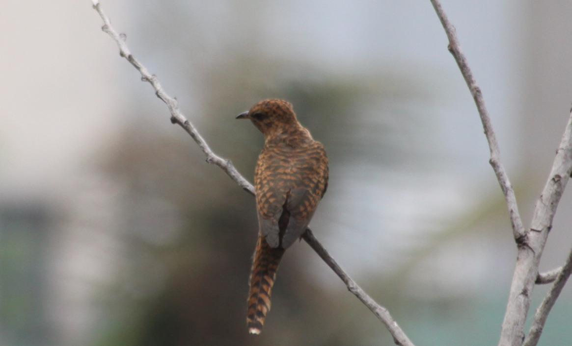 Plaintive Cuckoo (Cacomantis merulinus), photo 10