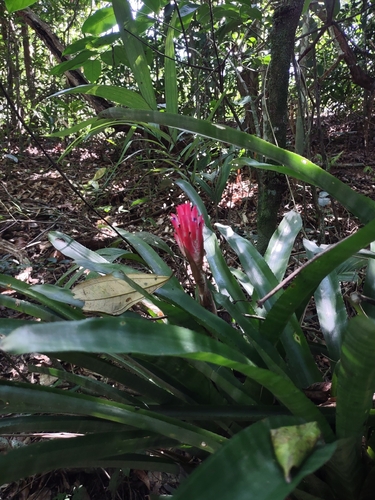 Bromeliad (Quesnelia quesneliana)