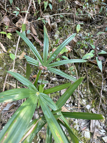 Chusan Palm
