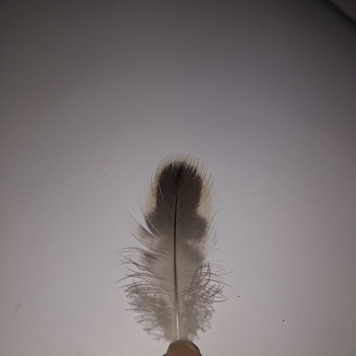 Plume de Canard à bec tacheté