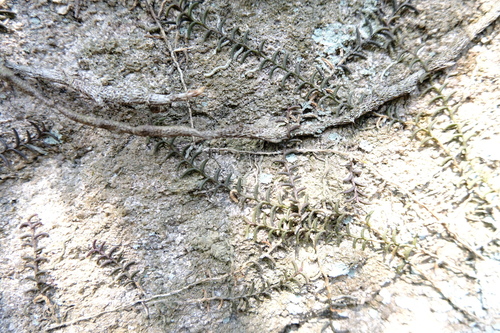 Pelatantheria scolopendrifolia, photograph 1