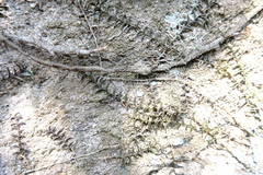 (c) 王天明, some rights reserved (CC BY) Pelatantheria scolopendrifolia, photograph (c) 王天明, some rights reserved (CC BY)