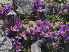 Linaria alpina alpina