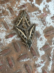 Hyles lineata