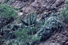 Trichocereus schickendantzii