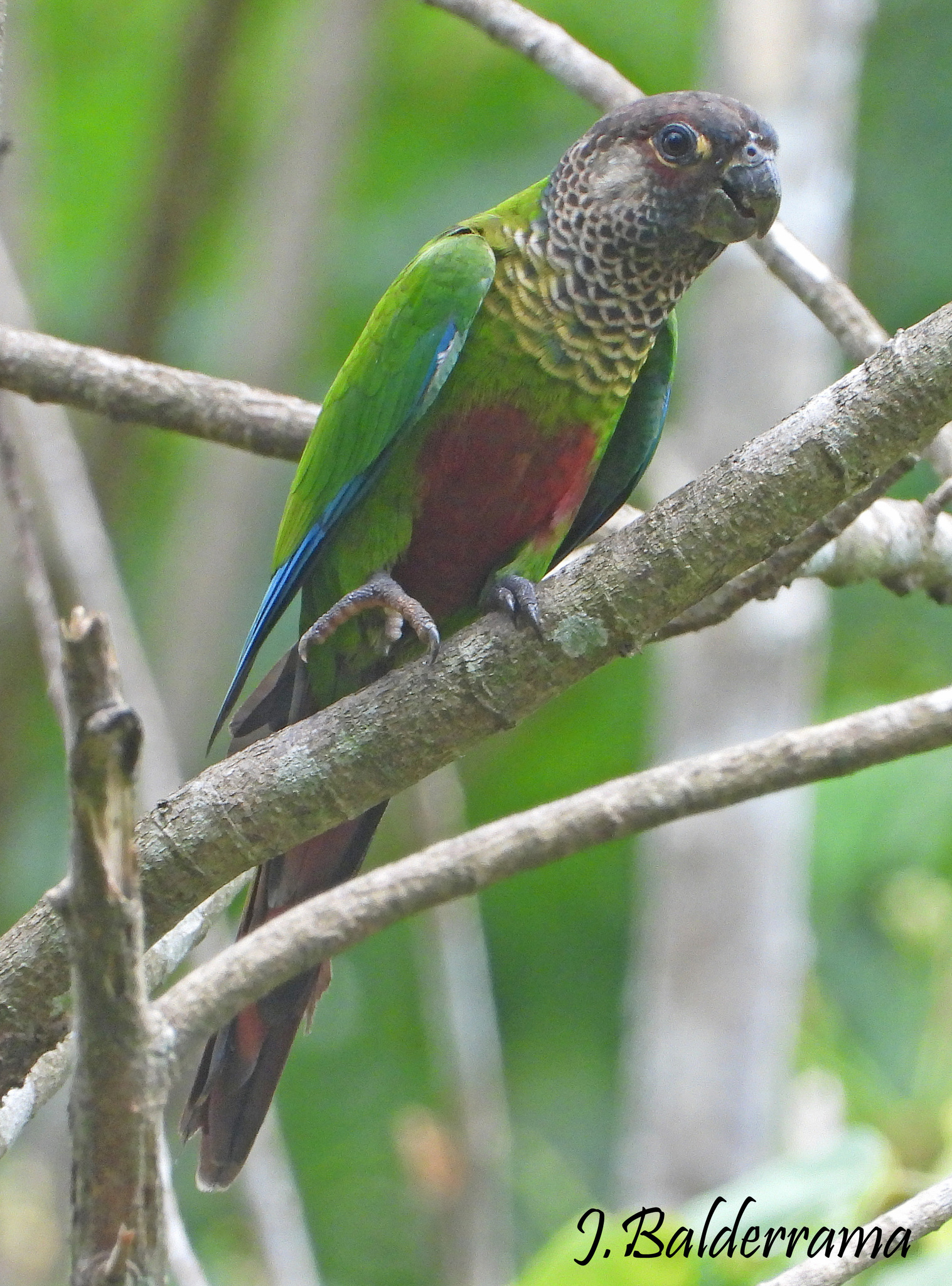Painted Parakeet (Pyrrhura picta), photo 3