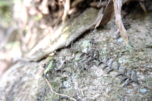 Pelatantheria scolopendrifolia
