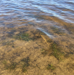 Zannichellia palustris