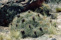 Trichocereus schickendantzii