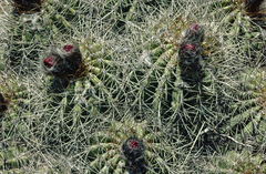 Trichocereus schickendantzii