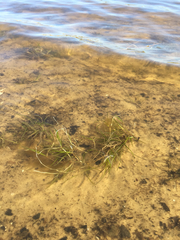 Zannichellia palustris