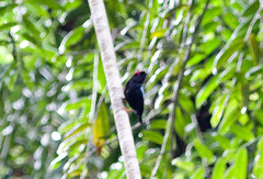 Chiroxiphia pareola