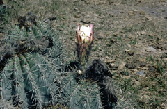 Trichocereus schickendantzii
