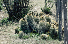 Trichocereus schickendantzii