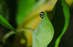 Psyllobora picta