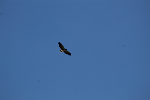 White-tailed Hawk