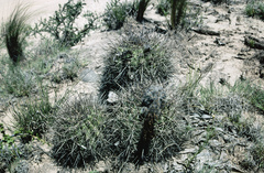 Trichocereus schickendantzii