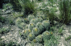 Trichocereus schickendantzii