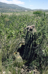 Trichocereus schickendantzii