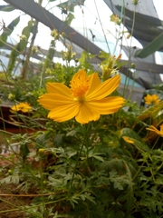 Cosmos sulphureus