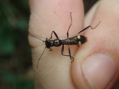 Ctenostoma