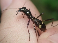 Ctenostoma