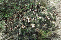 Trichocereus schickendantzii