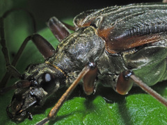 Stenocorus meridianus