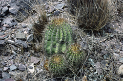 Trichocereus schickendantzii