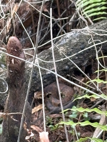 Florida Cottonmouth