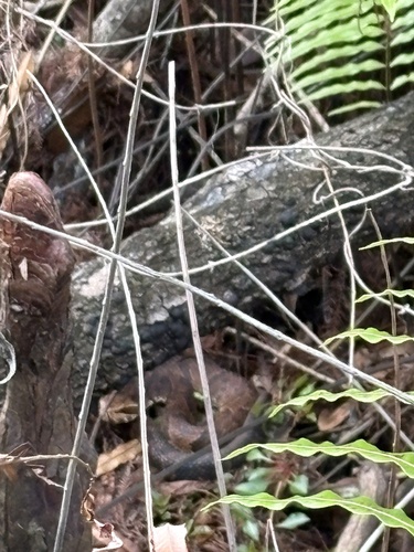 Florida Cottonmouth