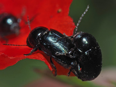 Cryptocephalus violaceus