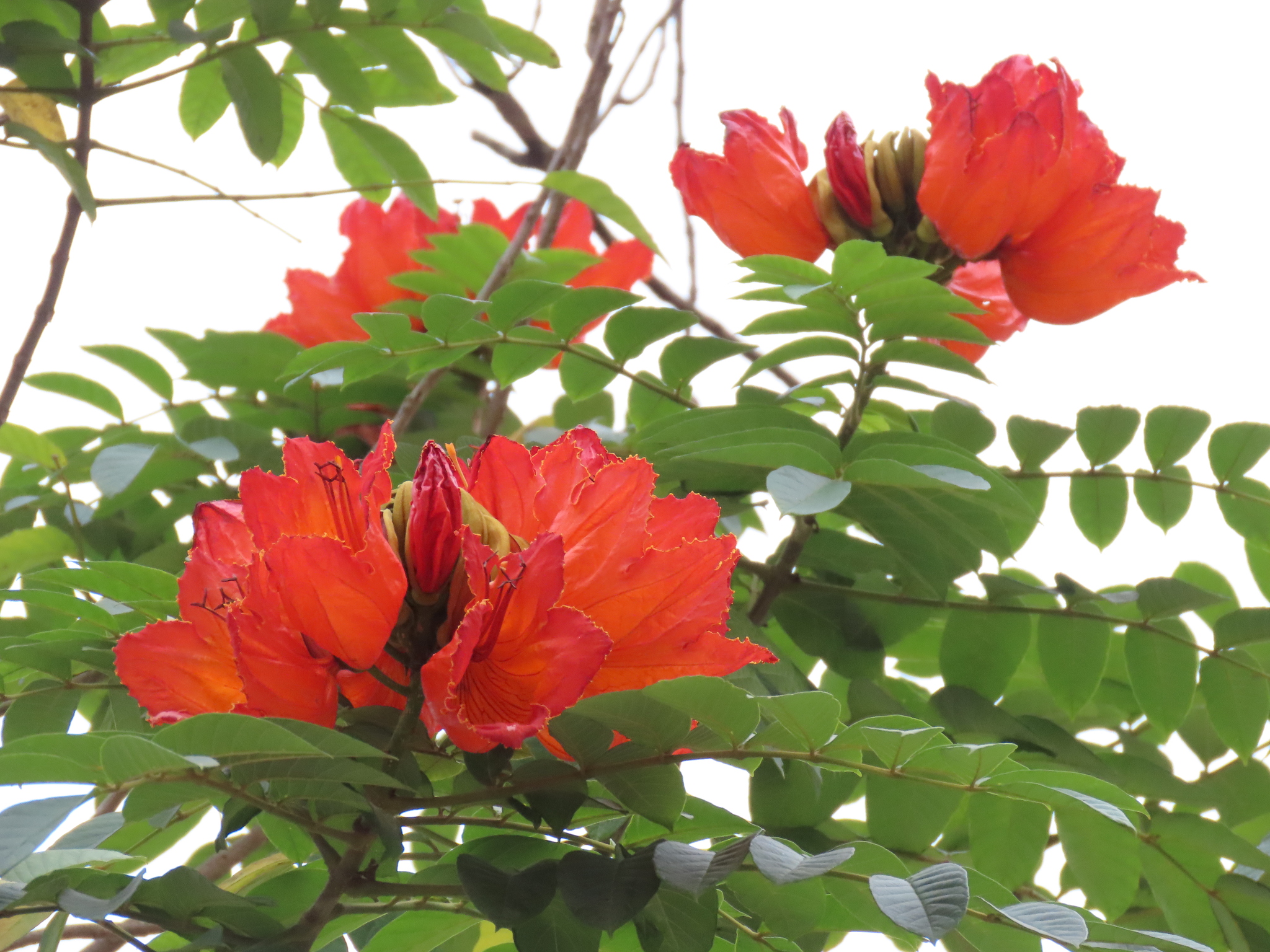 Chuông vàng — ảnh 2